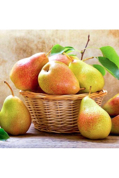 Домашня груша Десертна після збору врожаю